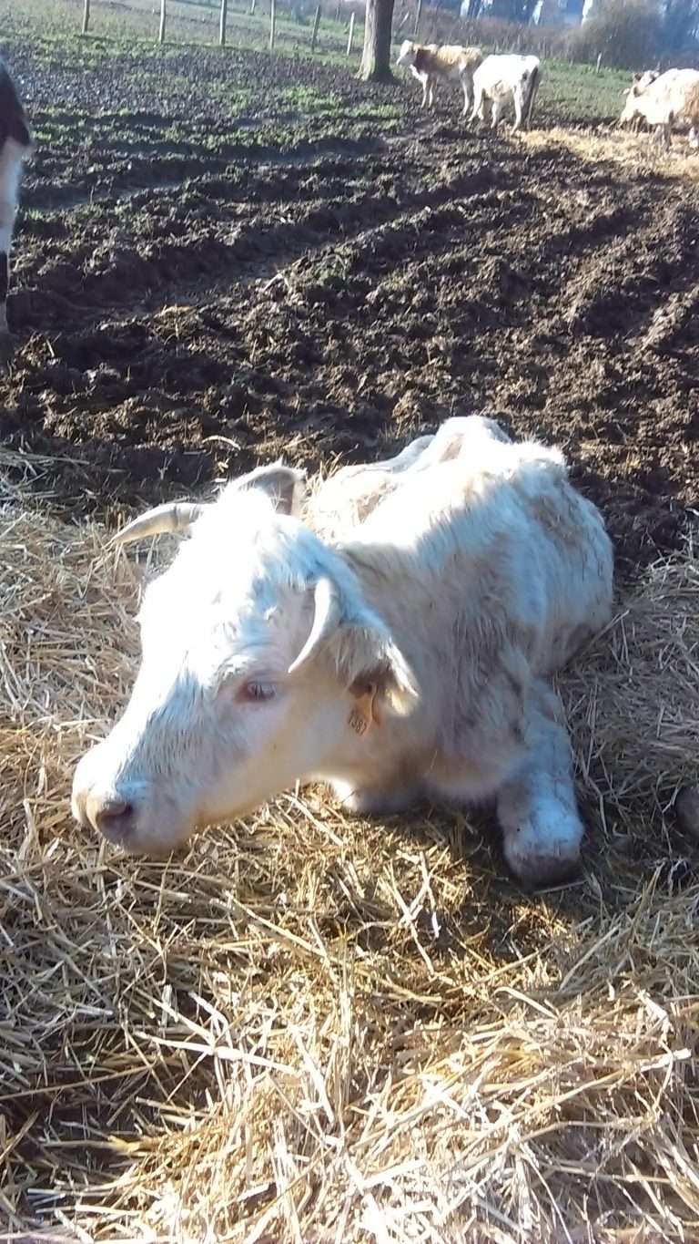 L’OABA dépose plainte contre la maltraitance faite aux animaux de Quetteville