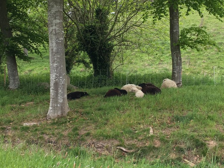 Le mouton retrouvé par la police municipale…