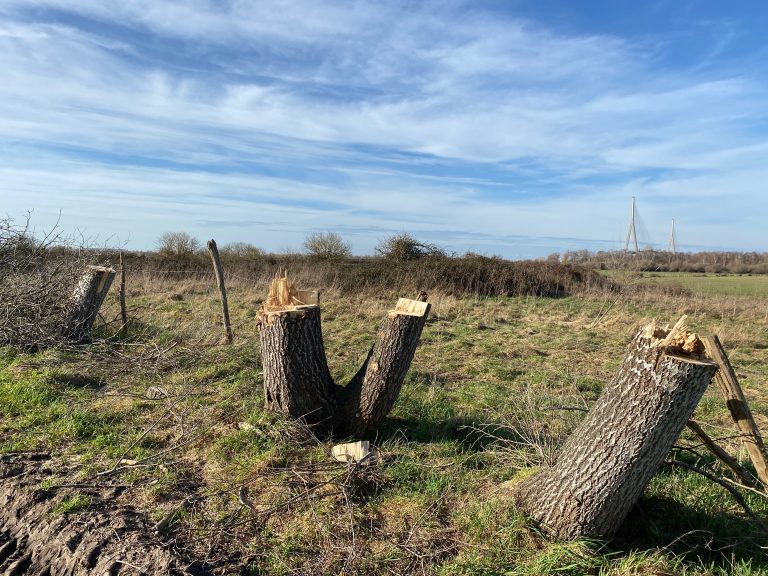 Pourquoi couper et arracher les arbres sur la départementale 580 ?