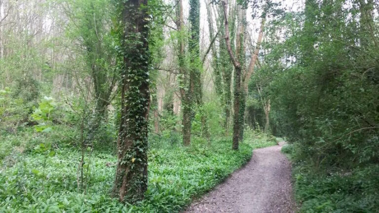 Honfleur : Sortie ornithologie  à la découverte matinale des chants d’oiseaux par les sentiers du plateau…