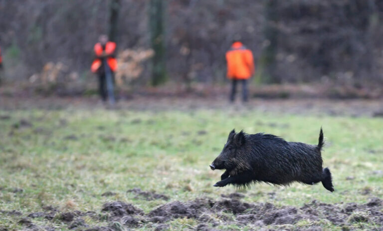 Dimanche : Battue aux sangliers sur la commune d’Ablon…