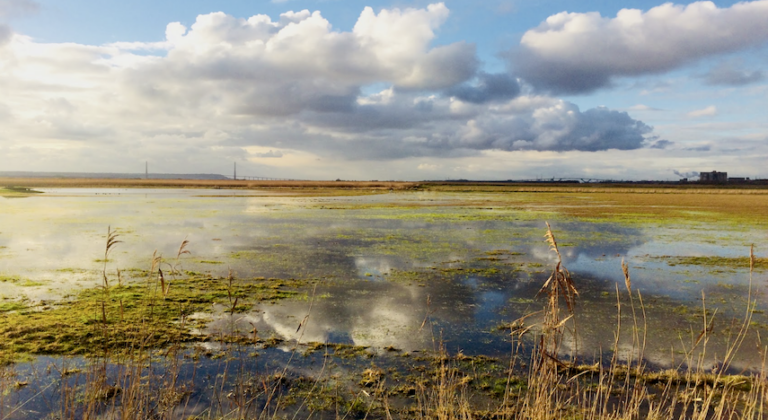 Dimanche 2 Février 2025 : Balade aux marais de l’estuaire…