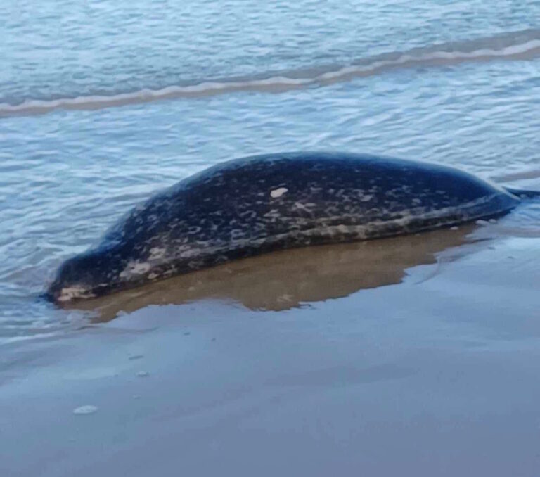 Honfleur : Un mammifère marin découvert mort sur la plage Butin…